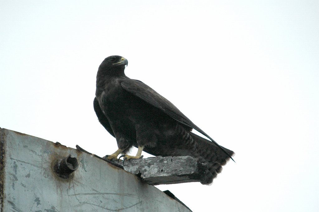 Hawk, Galapagos, 2004-11056069.jpg - Galapagos Hawk, Galapagos, 2004